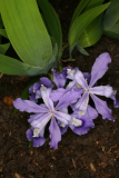 Iris cristata RCP4-10 255.jpg